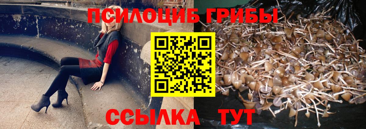 Губкинский  Галлюциногенные грибы мухоморы  Вход с VPN  Псилоцибиновые грибы прущие грибы 